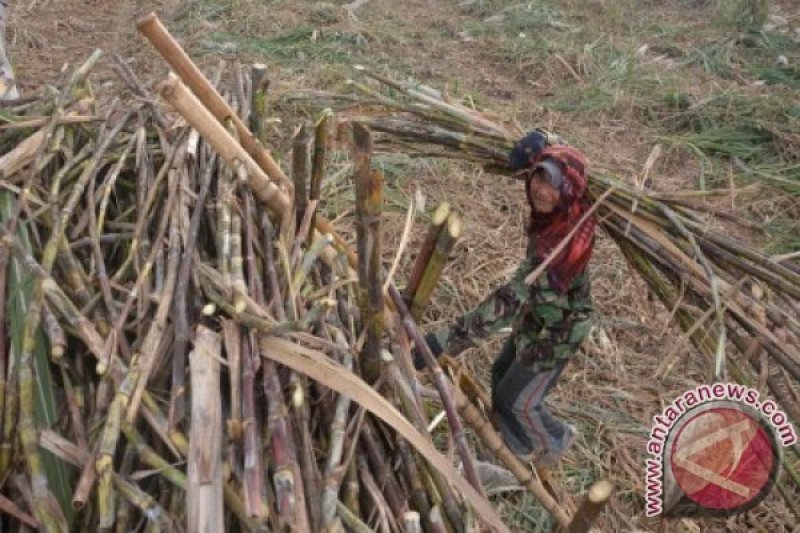 Petani tebu Cirebon keluhkan harga gula rendah