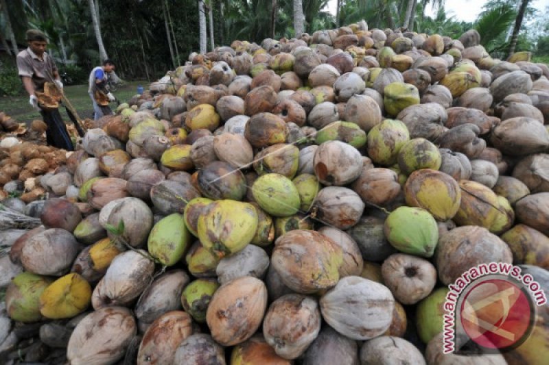 MUSIM PANEN KELAPA