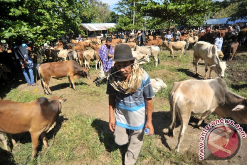 HARGA SAPI NAIK DI SUMBAR MENJELANG HARI RAYA IDUL ADHA