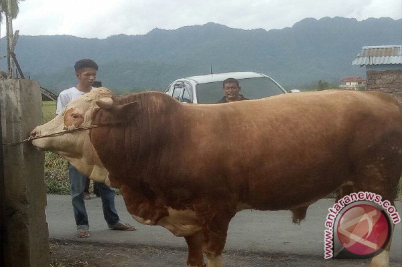 QURBAN PRESIDEN JOKO WIDODO DI SUMBAR