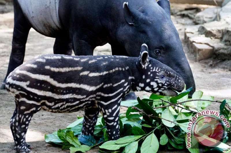 Kelahiran Bayi Tapir