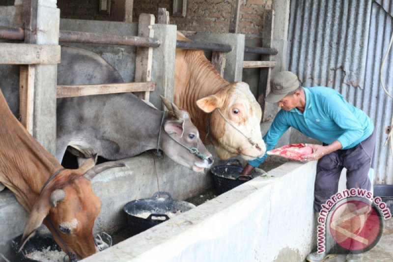 PETERNAK SAPI DI PADANG