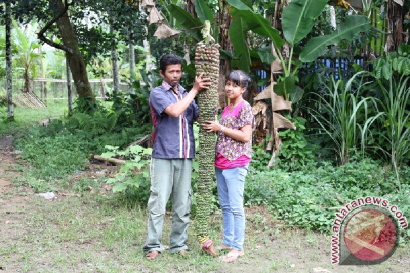 BUAH PISANG SERIBU