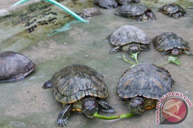 Kura-kura melakukan perkembangbiakan dengan