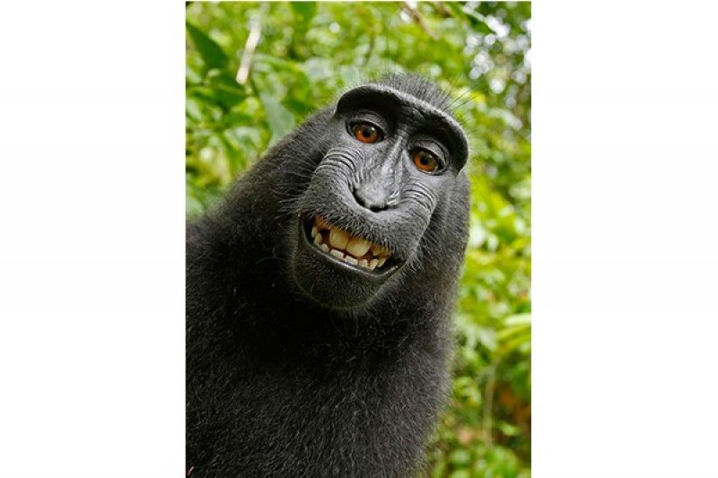 Monyet senyum