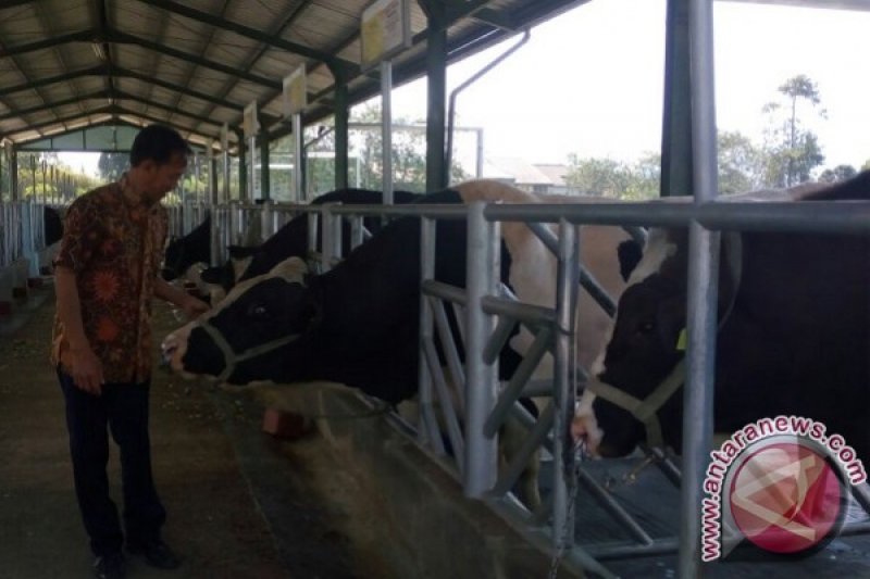 9 Sapi Perah Lokal Lolos Uji Zuriat