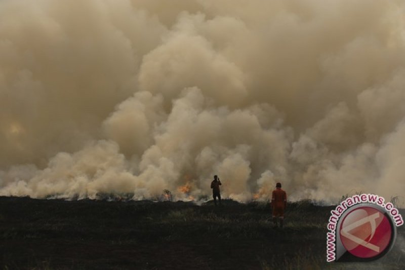 Kebakaran Lahan Di Pulau Negara