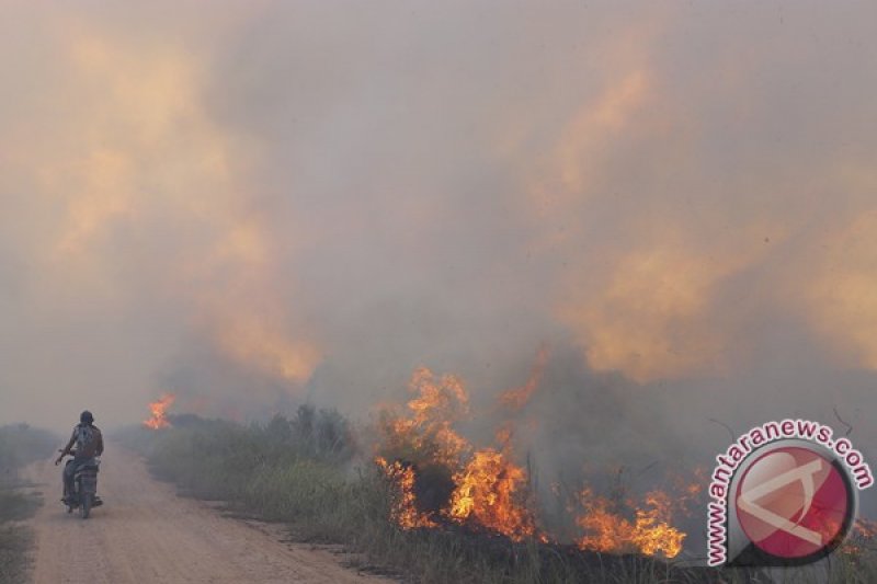 Kebakaran Lahan Di Pulau Negara