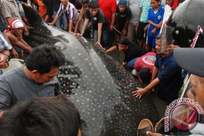 IKAN RAKSASA DI KOTA PALU