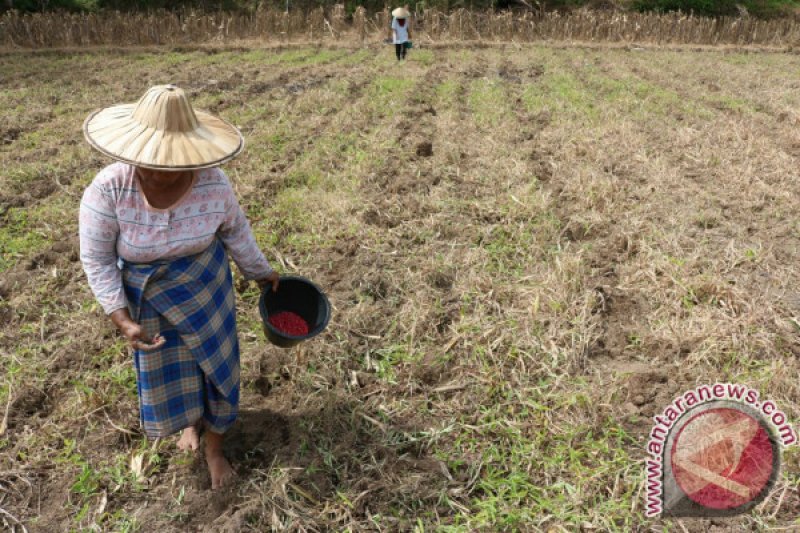 HARGA JAGUNG NAIK DI BATUSANGKAR