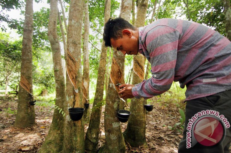 Harga Karet Naik Menjadi Rp7.000 - ANTARA News