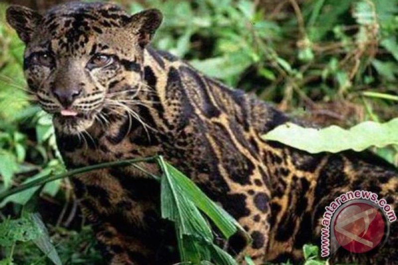 Tiga Ekor Kambing Mati Diduga Dimangsa Macan Dahan Antara News Megapolitan