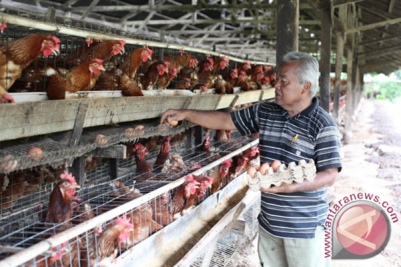 lokasi peternakan ayam petelur di bogor