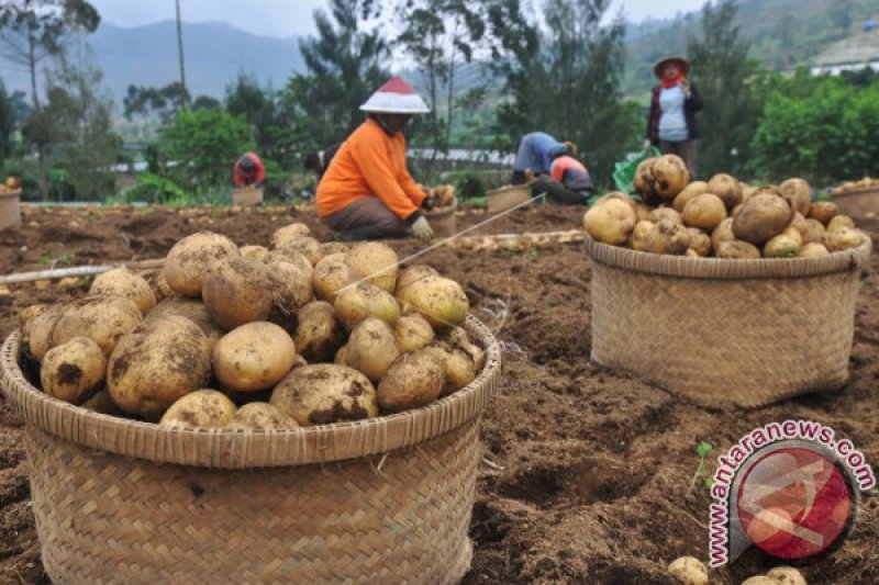 HARGA KENTANG TERPENGARUH CUACA