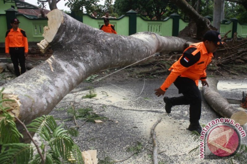 ANGIN PANCAROBA TUMBANGKAN POHON