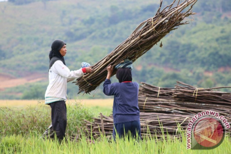 MUSIM TANAM TIMUN