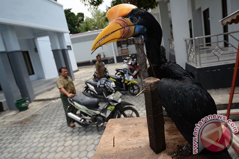 PENYELUNDUPAN BURUNG RANGKONG