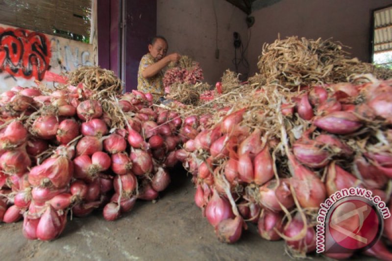 HARGA BAWANG MERAH ANJLOK