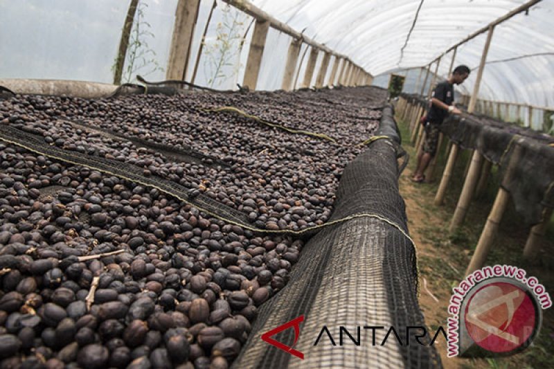 Garut siapkan bibit kopi untuk 350 hektare