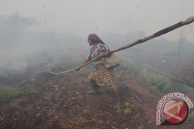 Karhutla Di Aceh Barat