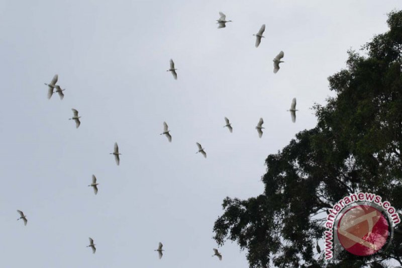 BURUNG BANGAU KUNTUL