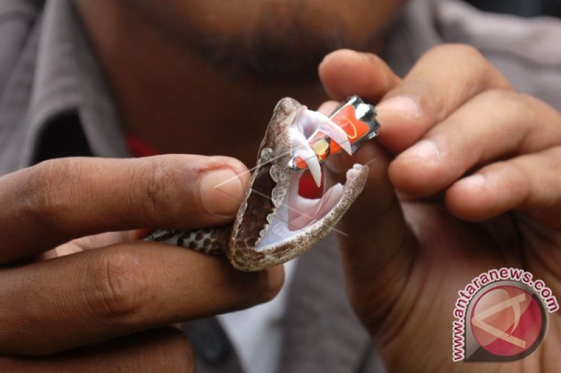 PENGENALAN ULAR BAGI PELAJAR