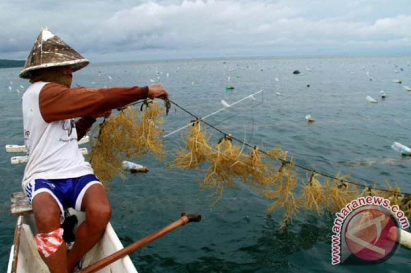 TARGET PRODUKSI RUMPUT LAUT