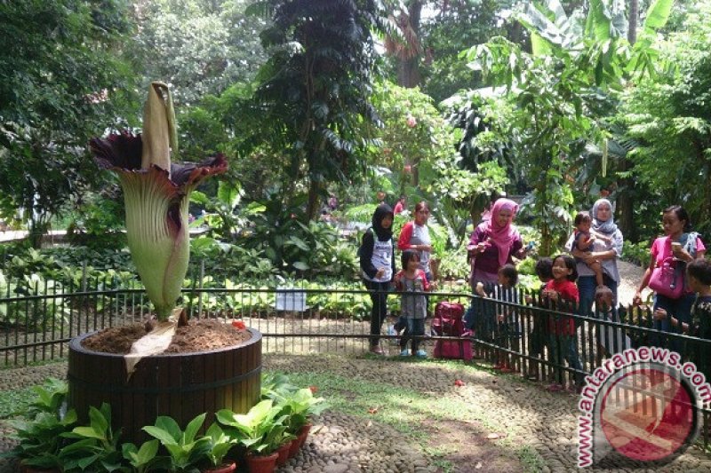 Bunga Bangkai Dalam Pot di Kebun Raya Bogor Mekar