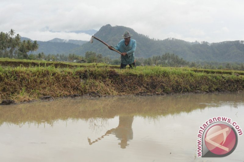 TURUN KE SAWAH