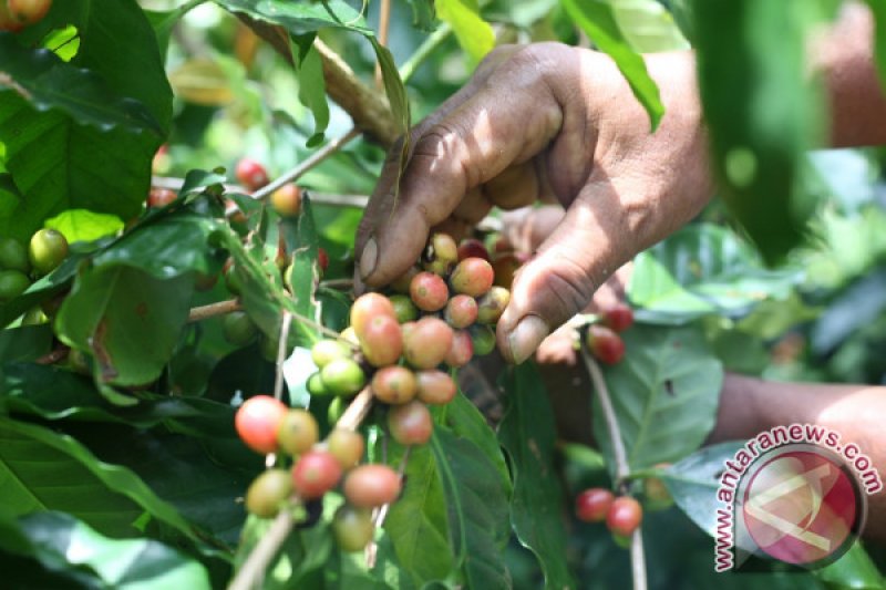 PANEN KOPI