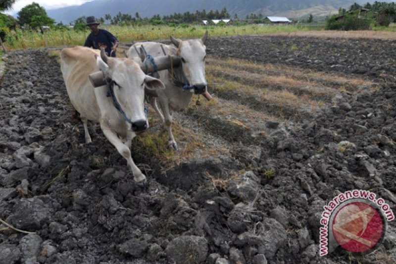 BAJAK TRADISIONAL 