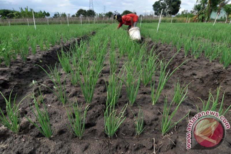 PETANI KESULITAN BIBIT BAWANG 