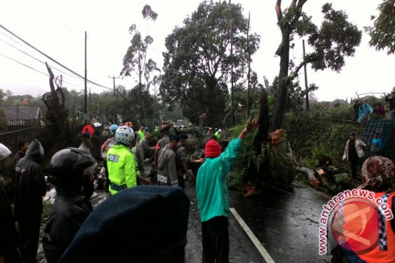 Jalur Cianjur-Bogor Lumpuh Akibat Pohon Tumbang