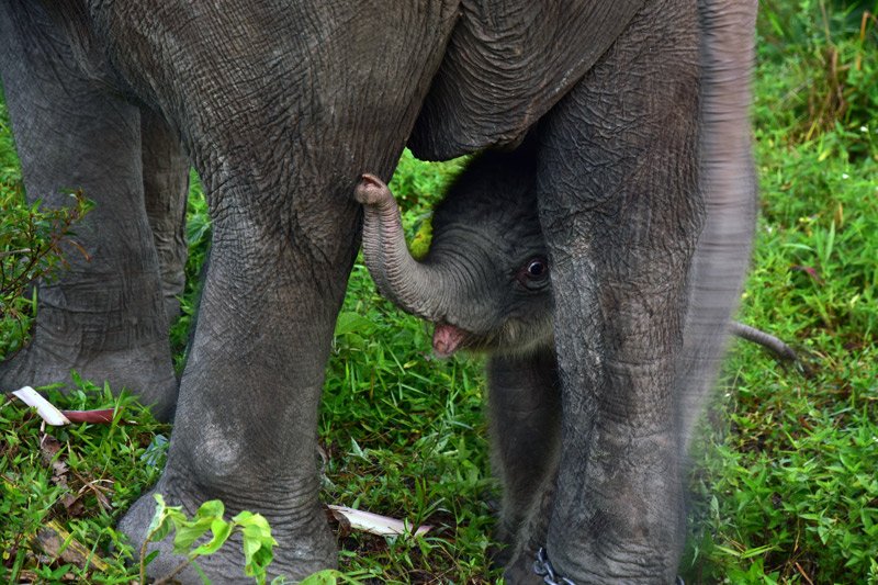 Kelahiran Bayi Gajah Tesso Nilo