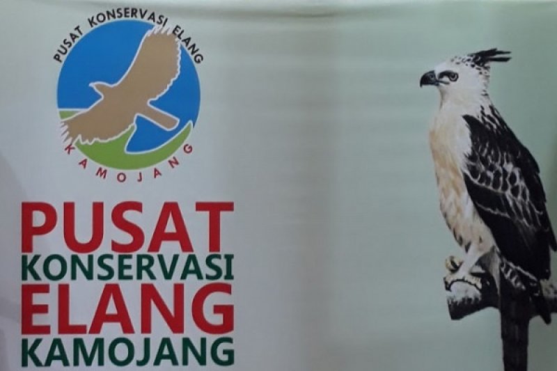 Pusat Koservasi Elang Kamojang Ditutup Akibat Angin