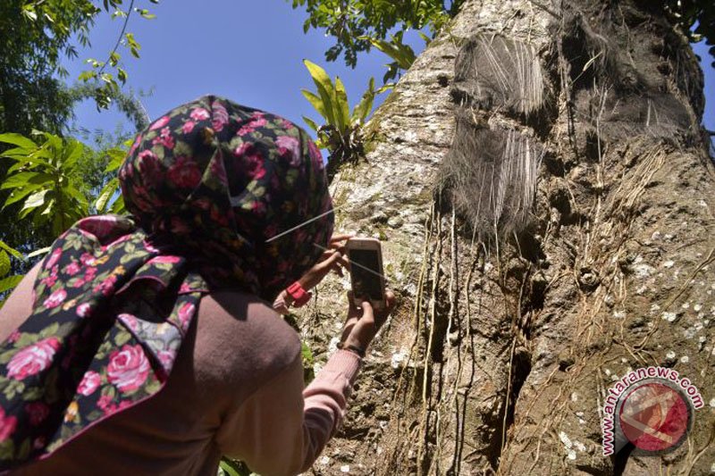 Kuburan tua Toraja