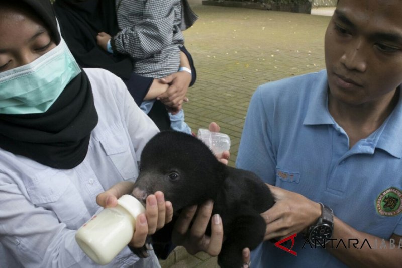 Beruang madu lahir di Kebun Binatang Bandung