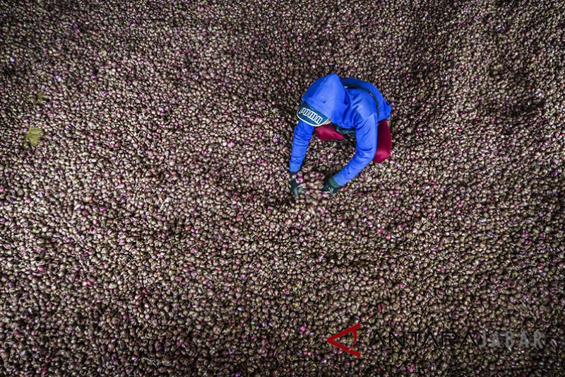 Petani Garut belum mampu produksi bawang putih