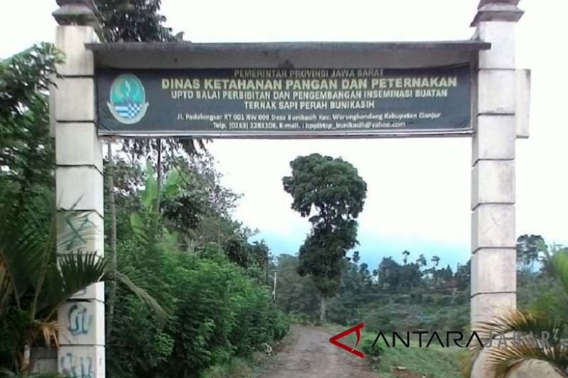 Puluhan sapi di Cianjur mati mendadak