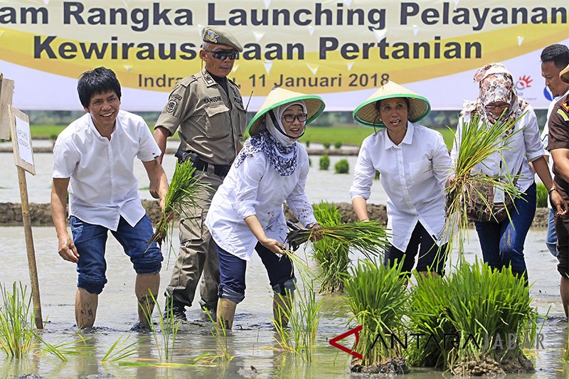 Menteri BUMN Tanam Padi