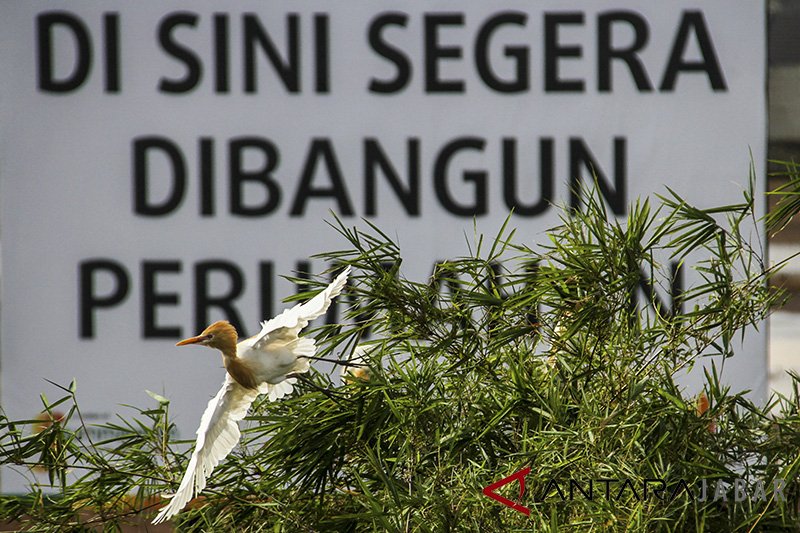 Populasi Burung Kuntul Menyusut