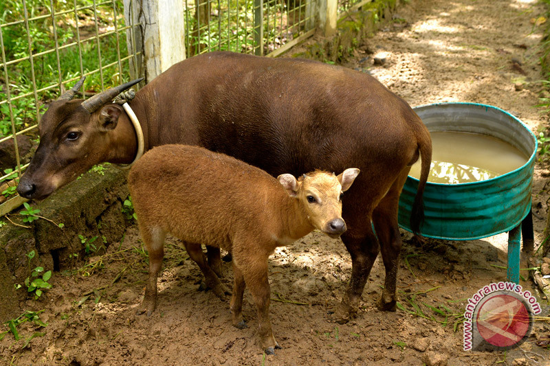 Kelahiran Bayi Anoa Di Manado