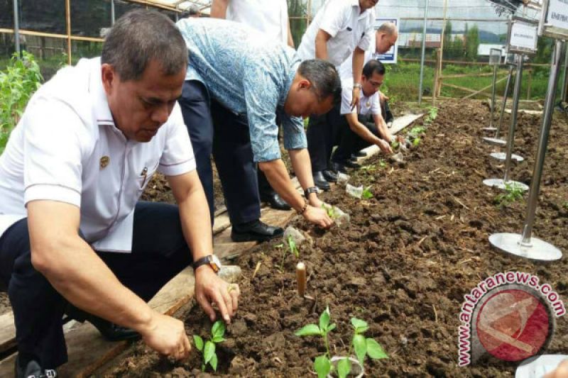 BI Bersama Pemkab Minahasa Tanam Cabai Rawit.