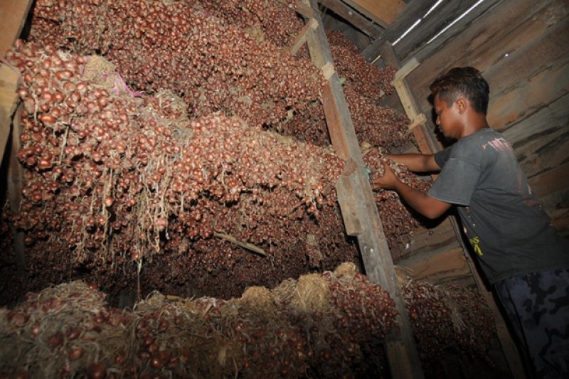 PRODUKSI BAWANG MERAH SULTENG