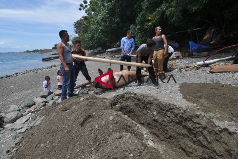 DUYUNG MATI TERDAMPAR DI PALU