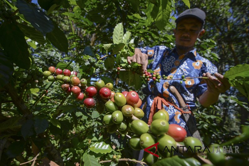 Swedia pasar potensial kopi Jabar