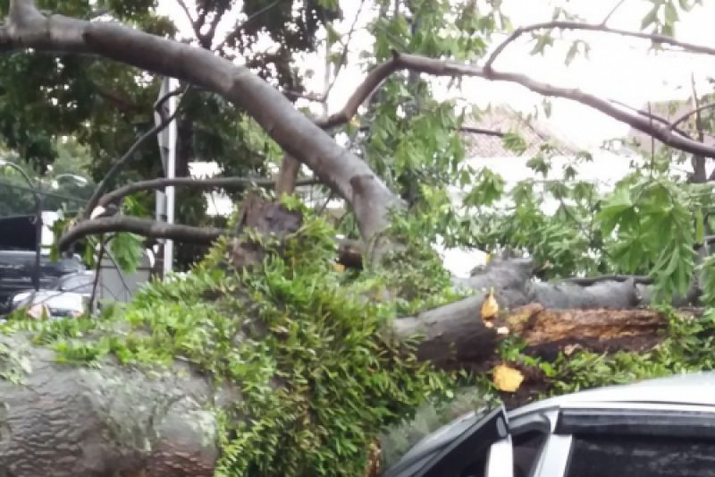 Pohon tumbang timpa mobil di Jalan Riau Kota Bandung