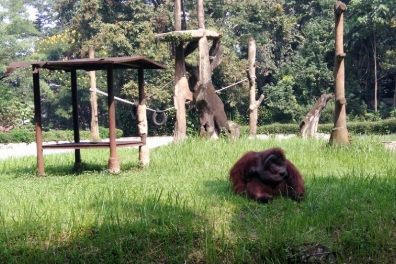 Pemberi rokok ke orang utan dipolisikan