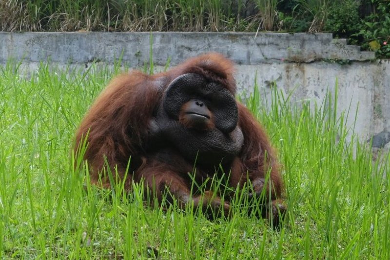 Pemberi rokok ke orang utan dituntut minta maaf