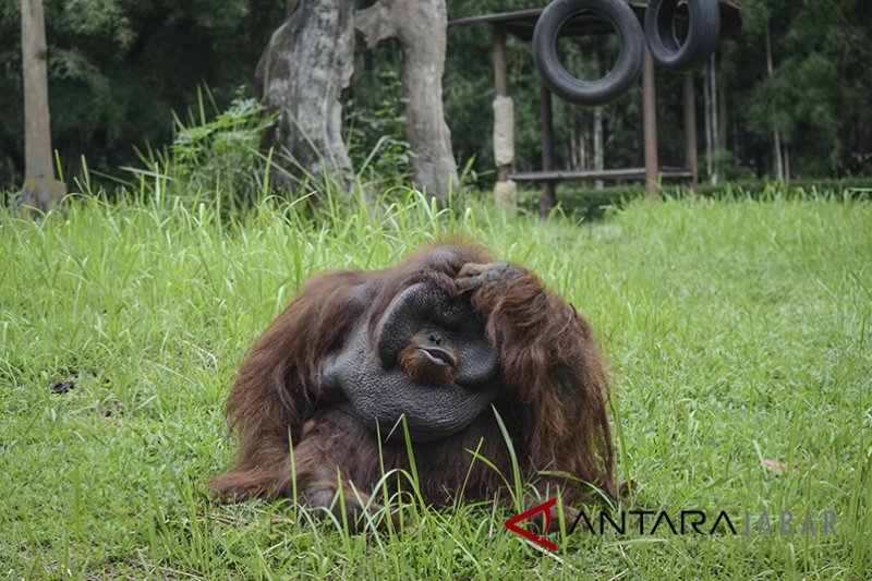 Kasus Orang Utan Merokok